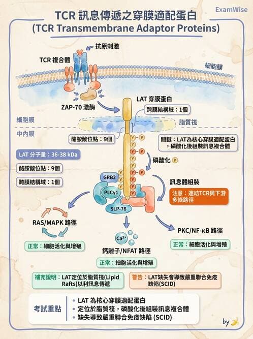 醫檢師 - T細胞發育與功能 - AI 圖文解析預覽