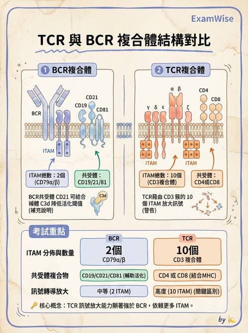 醫檢師 - T細胞發育與功能 - AI 圖文解析預覽