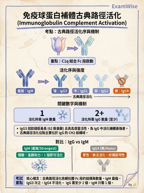 醫檢師 - 免疫球蛋白與抗體 - AI 圖文解析預覽