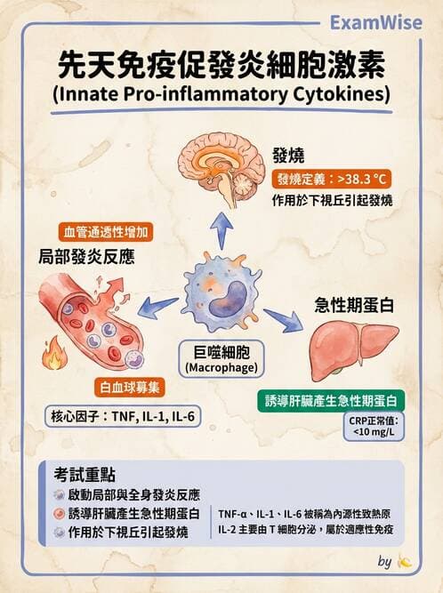 醫檢師 - 細胞激素與抗原呈獻 - AI 圖文解析預覽