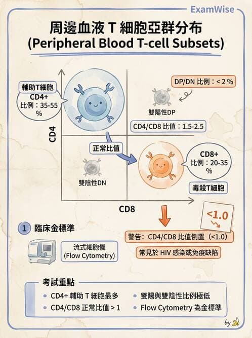 醫檢師 - T細胞發育與功能 - AI 圖文解析預覽