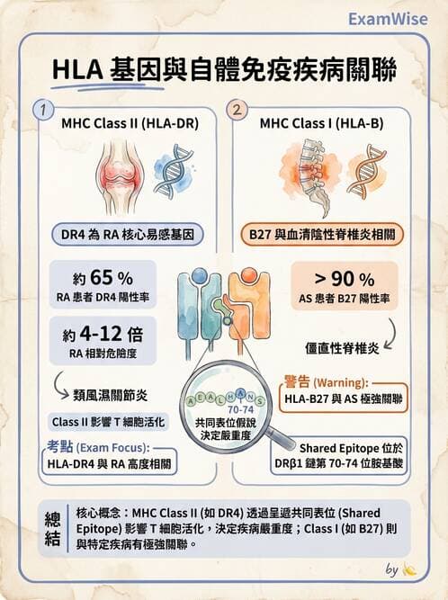 醫檢師 - 其他自體免疫疾病與自體抗體檢驗 - AI 圖文解析預覽