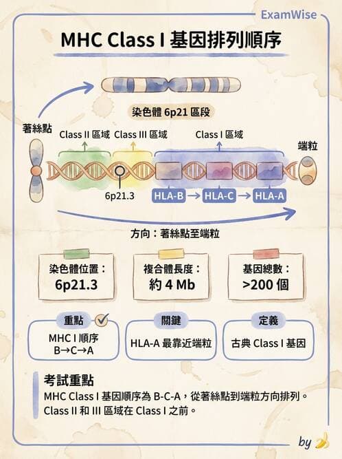醫檢師 - 細胞激素與抗原呈獻 - AI 圖文解析預覽