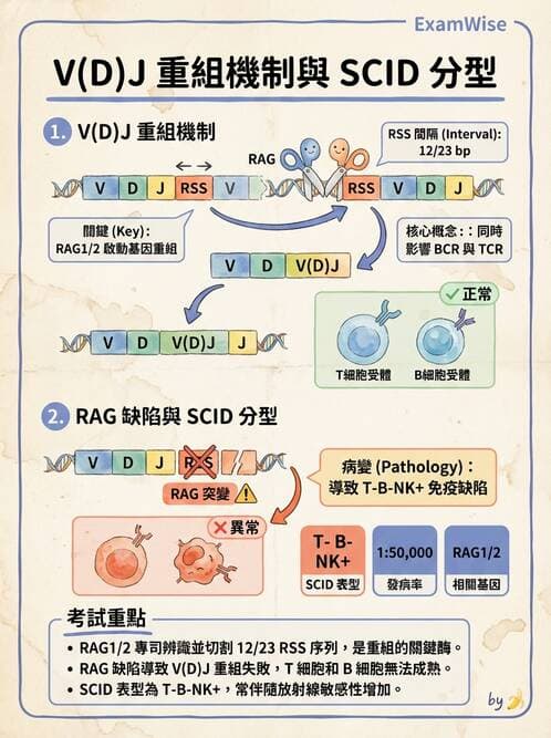 醫檢師 - 免疫缺陷 - AI 圖文解析預覽