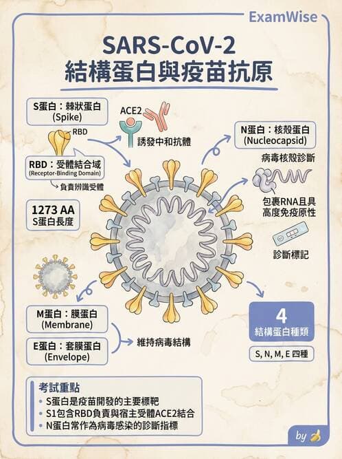 醫檢師 - 腫瘤免疫學免疫療法及疫苗 - AI 圖文解析預覽