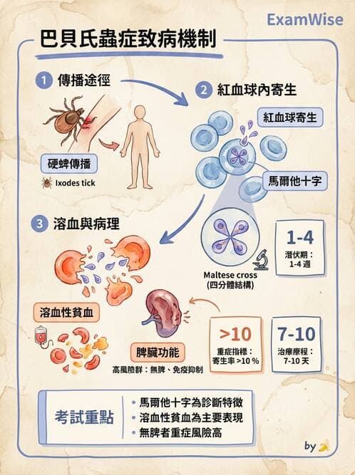 醫檢師 - 急性發炎蛋白與微生物感染血清學 - AI 圖文解析預覽