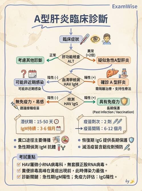 醫檢師 - 小RNA病毒科與腸道病毒 - AI 圖文解析預覽