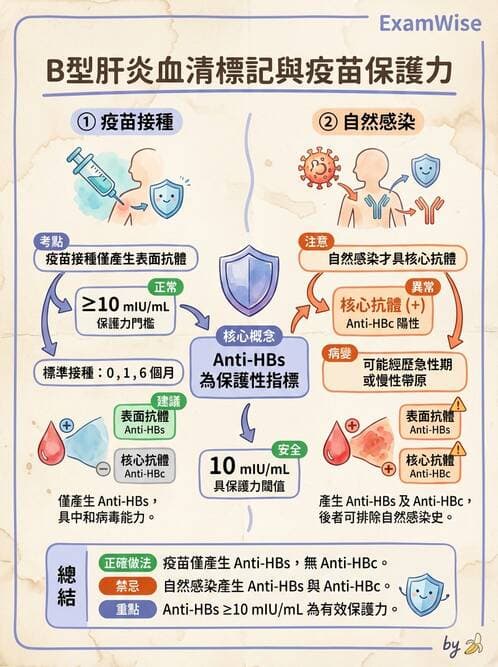 醫檢師 - B型肝炎病毒 - AI 圖文解析預覽