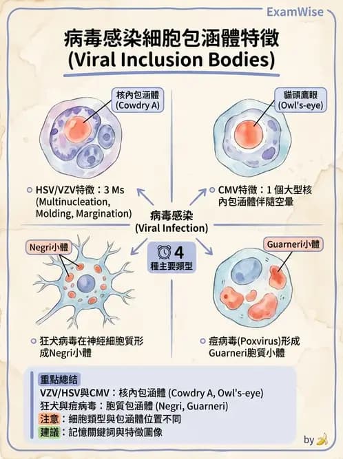 醫檢師 - 疱疹病毒科 - AI 圖文解析預覽