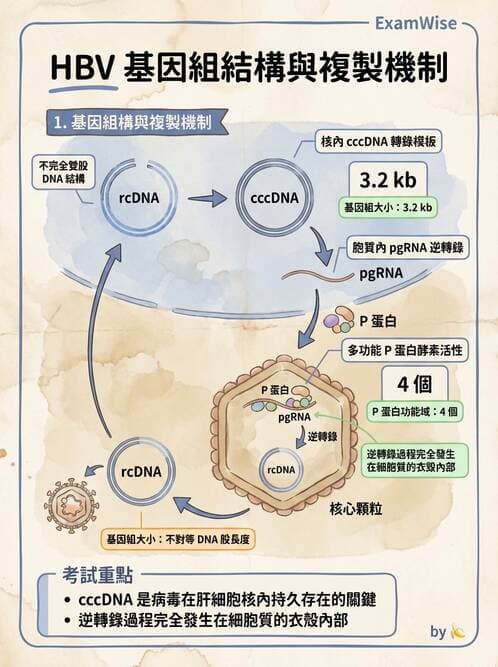 醫檢師 - B型肝炎病毒 - AI 圖文解析預覽