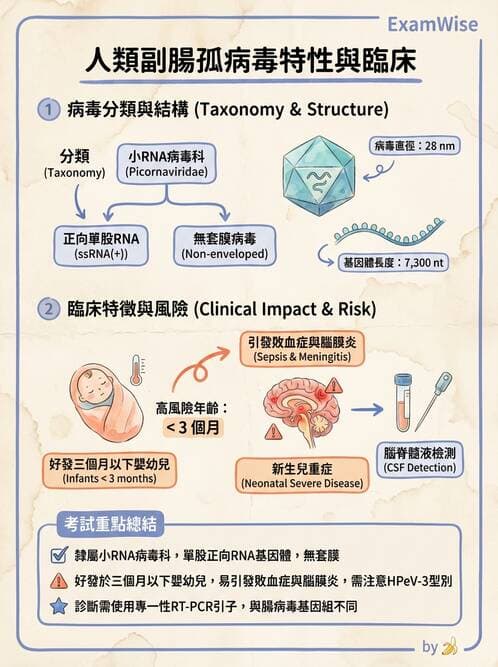 醫檢師 - 小RNA病毒科與腸道病毒 - AI 圖文解析預覽