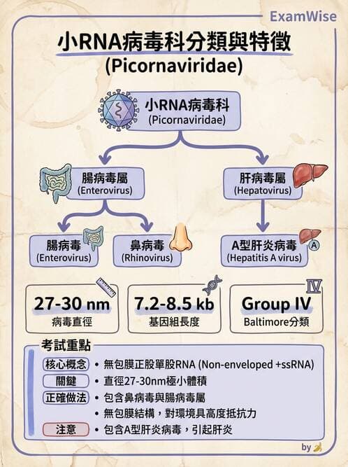 醫檢師 - 小RNA病毒科與腸道病毒 - AI 圖文解析預覽