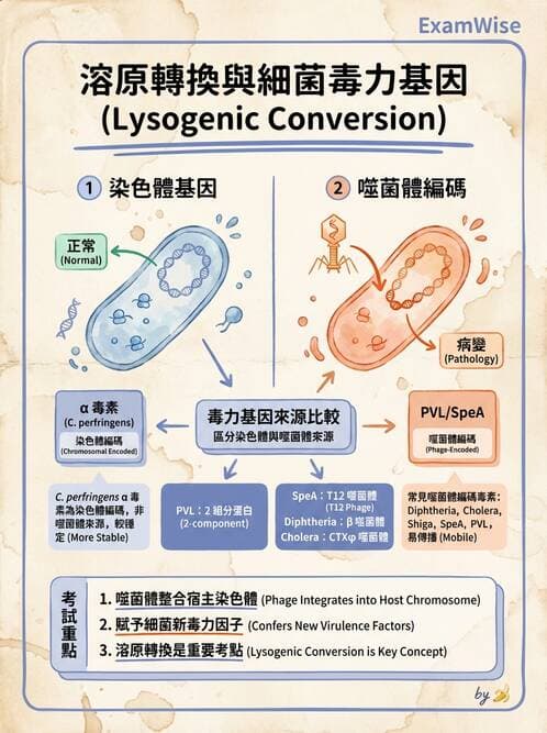 醫檢師 - 鏈球菌與其他革蘭氏陽性桿菌 - AI 圖文解析預覽
