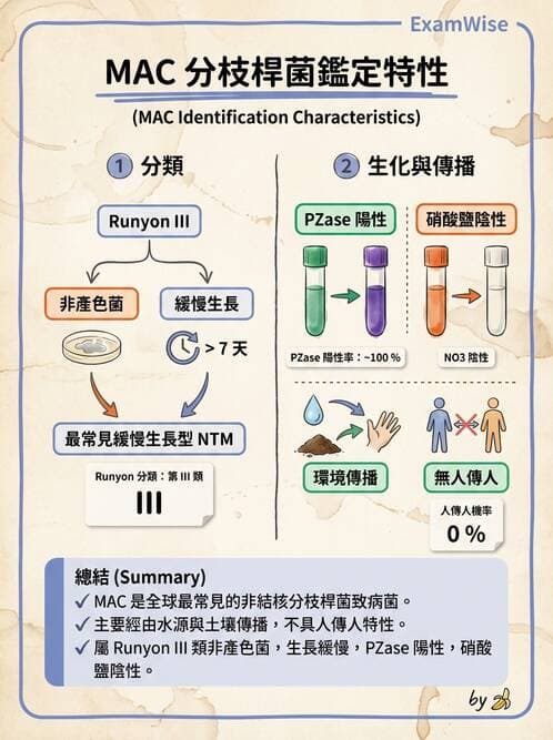 醫檢師 - 分枝桿菌 - AI 圖文解析預覽