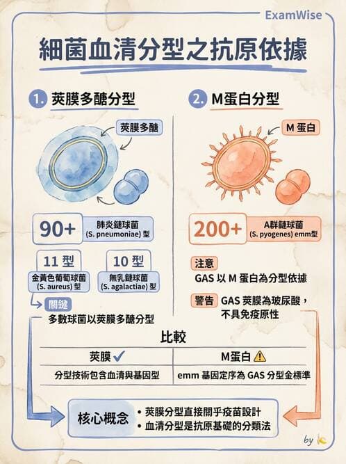 醫檢師 - 鏈球菌與其他革蘭氏陽性桿菌 - AI 圖文解析預覽