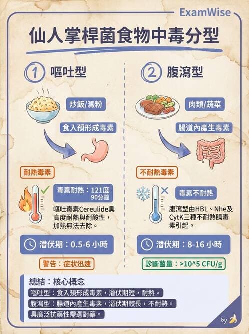 醫檢師 - 鏈球菌與其他革蘭氏陽性桿菌 - AI 圖文解析預覽