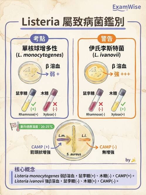 醫檢師 - 鏈球菌與其他革蘭氏陽性桿菌 - AI 圖文解析預覽