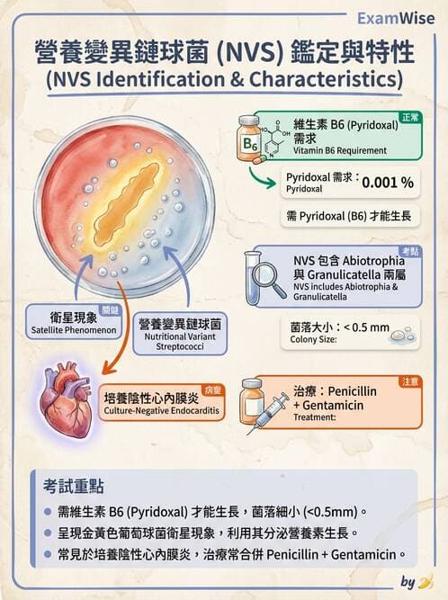 醫檢師 - 鏈球菌與其他革蘭氏陽性桿菌 - AI 圖文解析預覽
