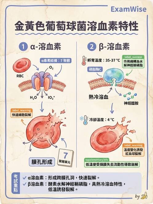 醫檢師 - 葡萄球菌與腸球菌 - AI 圖文解析預覽