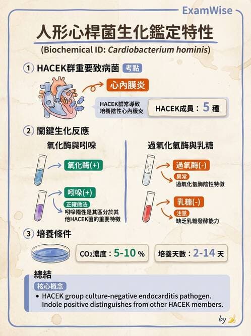 醫檢師 - 奈瑟菌與挑剔性革蘭氏陰性菌 - AI 圖文解析預覽