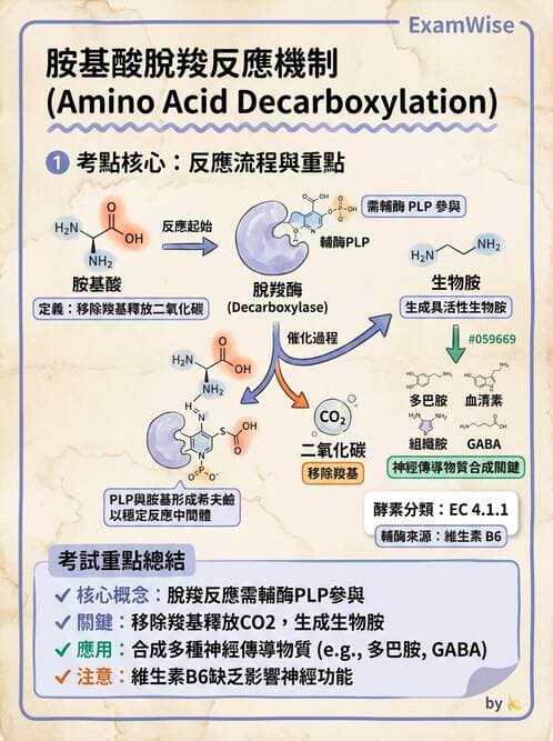 醫檢師 - 腸內菌鑑別方法與培養基 - AI 圖文解析預覽
