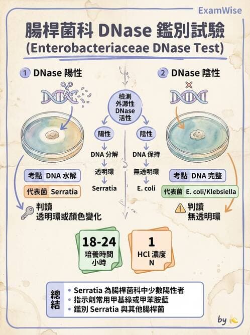 醫檢師 - 腸內菌鑑別方法與培養基 - AI 圖文解析預覽