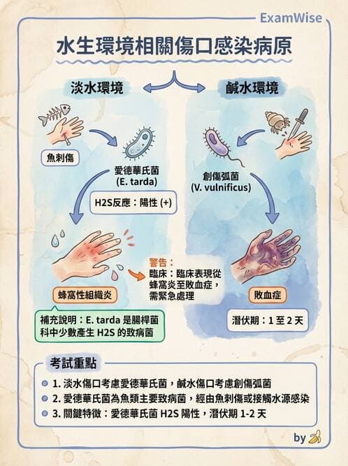 醫檢師 - 其他腸內菌科 - AI 圖文解析預覽