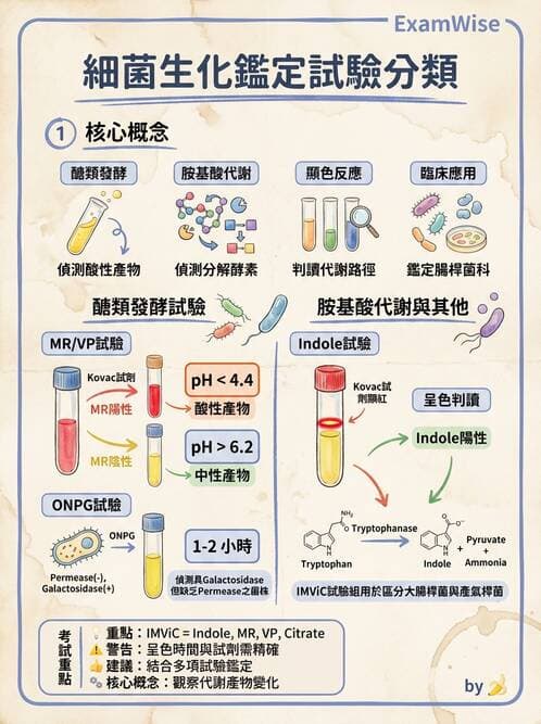 醫檢師 - 腸內菌鑑別方法與培養基 - AI 圖文解析預覽
