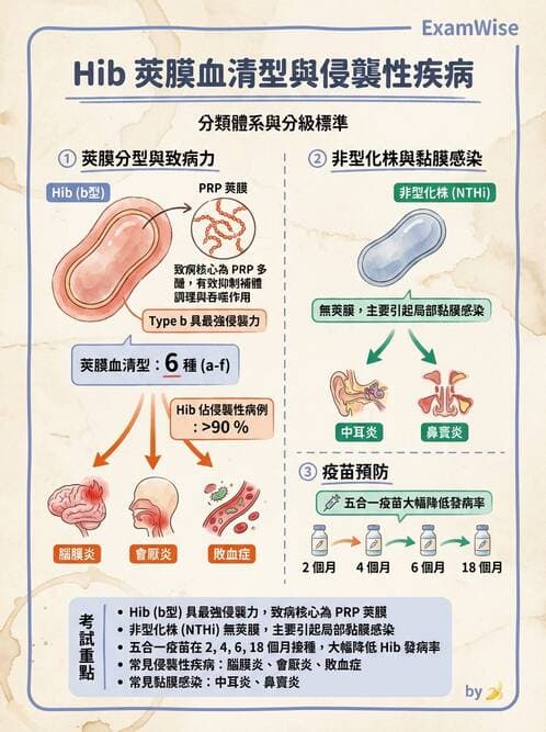 醫檢師 - 奈瑟菌與挑剔性革蘭氏陰性菌 - AI 圖文解析預覽