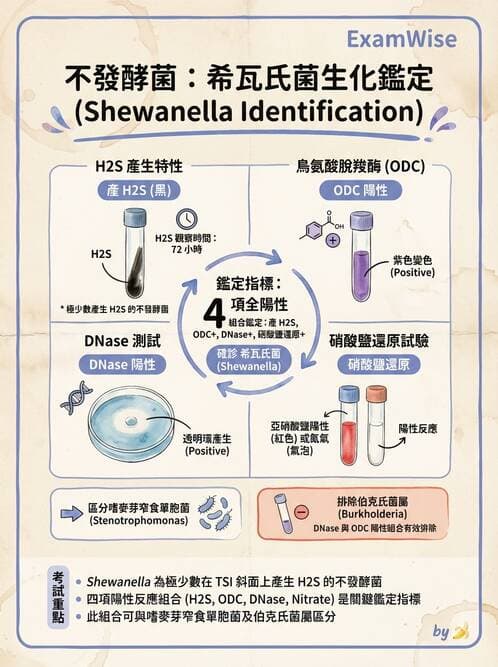 醫檢師 - 非發酵菌 - AI 圖文解析預覽