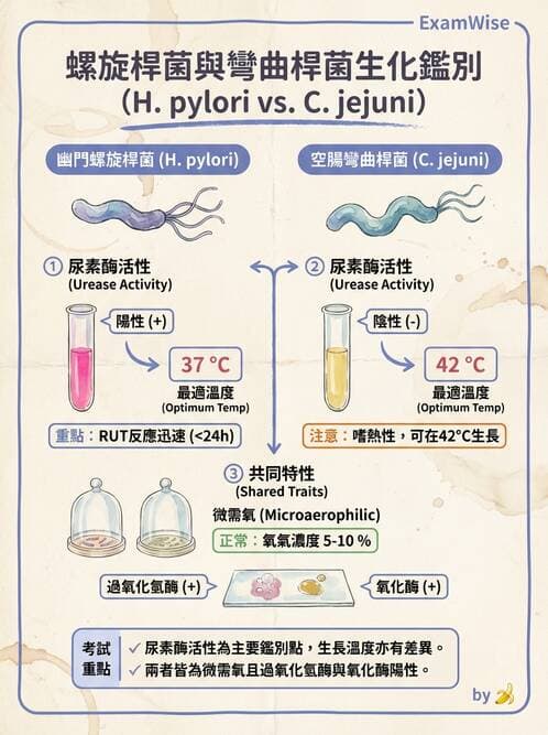 醫檢師 - 弧菌、氣單胞菌與彎曲菌 - AI 圖文解析預覽