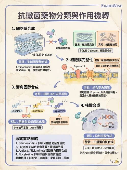 醫檢師 - 真菌診斷與治療 - AI 圖文解析預覽