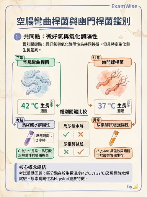 醫檢師 - 弧菌、氣單胞菌與彎曲菌 - AI 圖文解析預覽