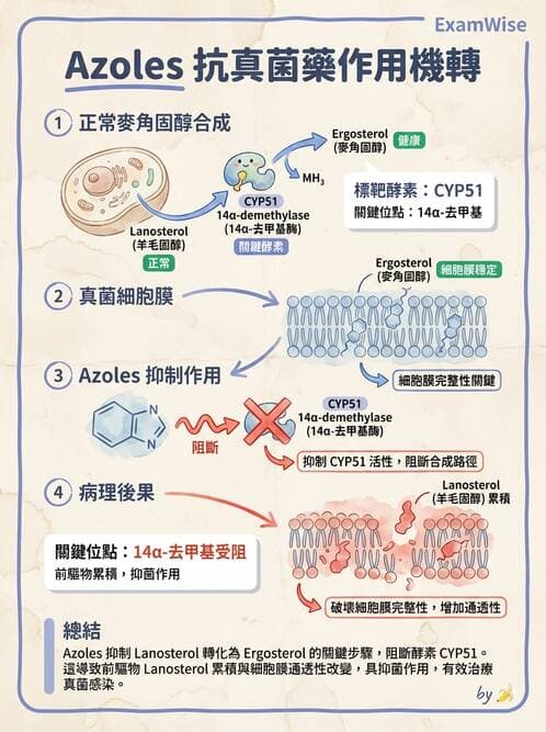醫檢師 - 真菌診斷與治療 - AI 圖文解析預覽