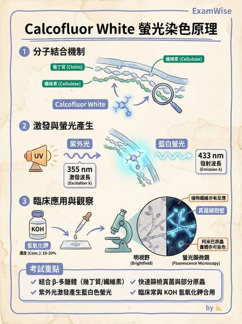 醫檢師 - 真菌診斷與治療 - AI 圖文解析預覽