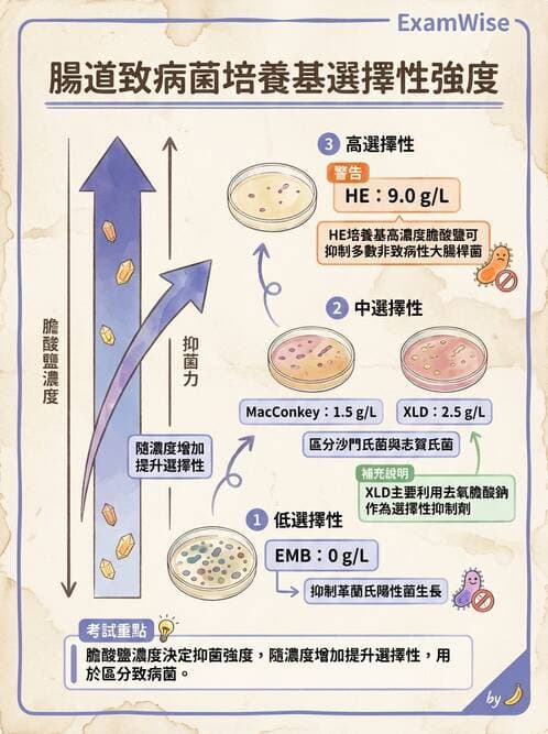 醫檢師 - 檢驗基礎技術 - AI 圖文解析預覽