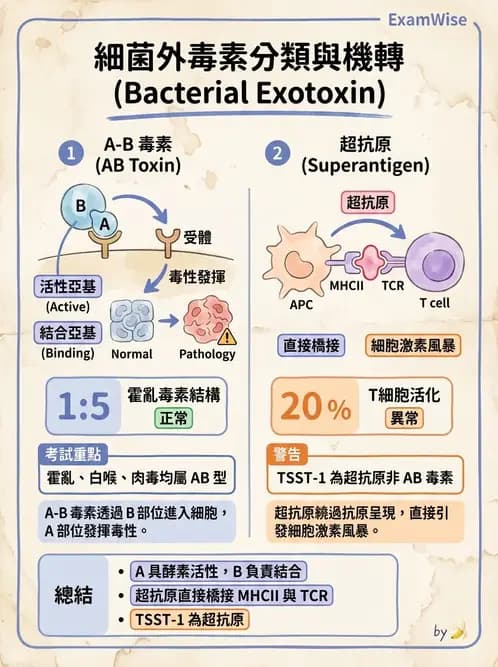 醫檢師 - 葡萄球菌與腸球菌 - AI 圖文解析預覽