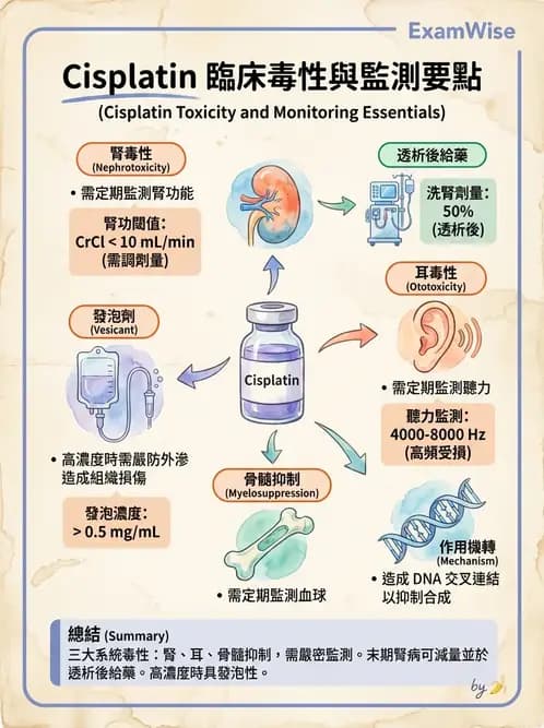 專師 - 乳癌與婦癌 - AI 圖文解析預覽
