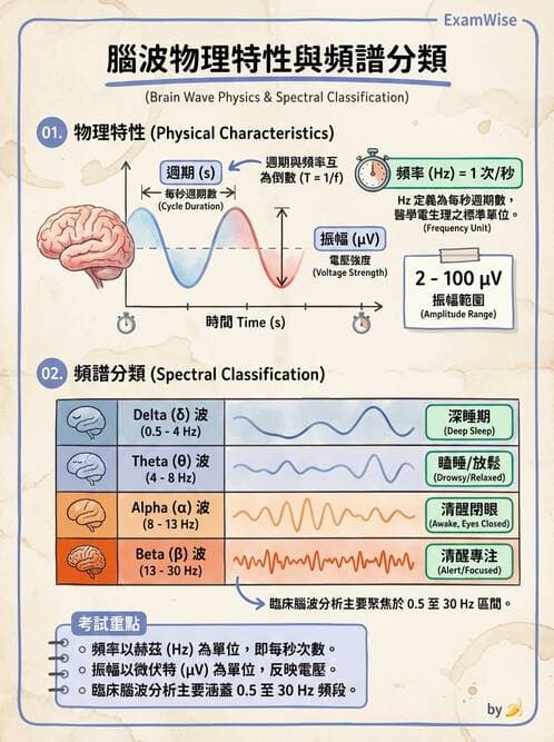 醫檢師 - 腦電圖檢查 - AI 圖文解析預覽