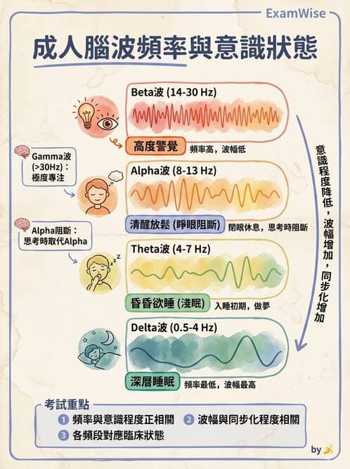 醫檢師 - 腦電圖檢查 - AI 圖文解析預覽