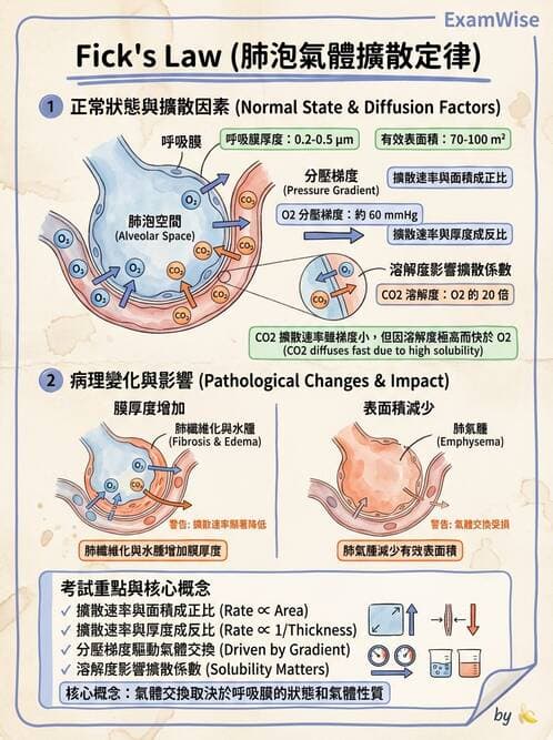 醫檢師 - 肺功能判讀與氣體交換 - AI 圖文解析預覽