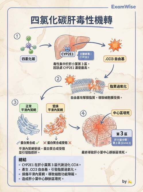 醫檢師 - 細胞傷害、發炎與修復 - AI 圖文解析預覽