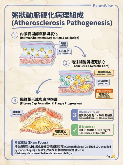 醫檢師 - 細胞傷害、發炎與修復 - AI 圖文解析預覽