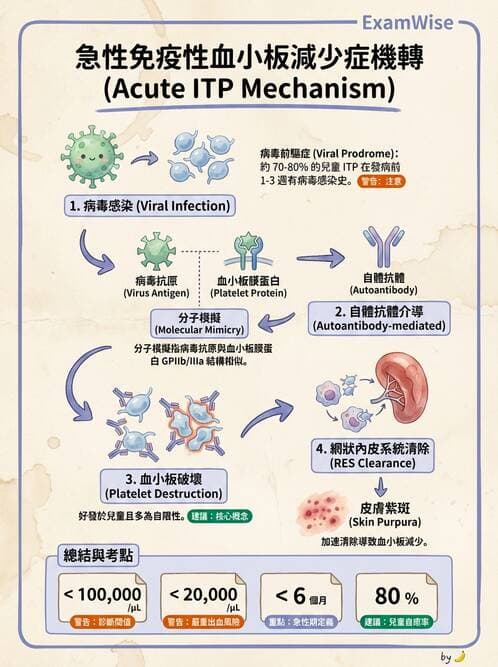 醫檢師 - 造血系統疾病 - AI 圖文解析預覽