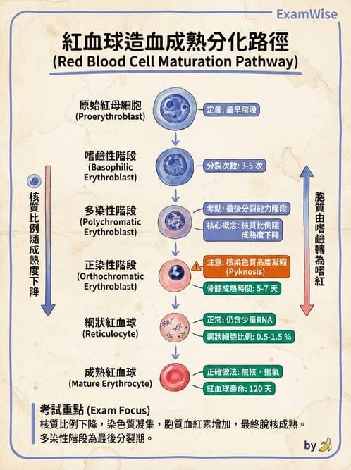 醫檢師 - 紅血球生理與形態 - AI 圖文解析預覽
