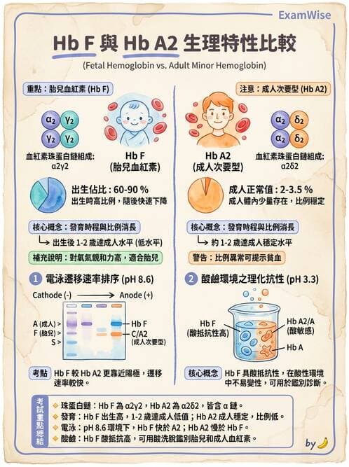 醫檢師 - 紅血球生理與形態 - AI 圖文解析預覽