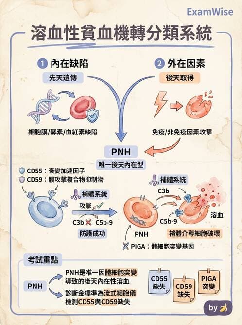 醫檢師 - 溶血性貧血與血色素病變 - AI 圖文解析預覽