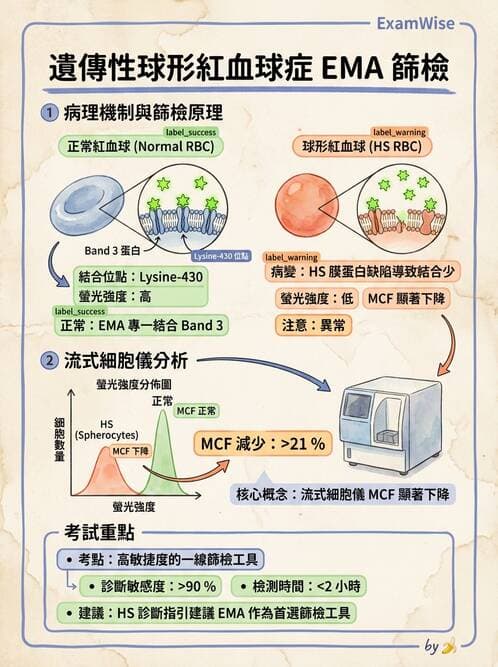 醫檢師 - 溶血性貧血與血色素病變 - AI 圖文解析預覽