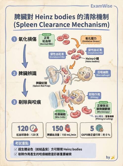 醫檢師 - 溶血性貧血與血色素病變 - AI 圖文解析預覽