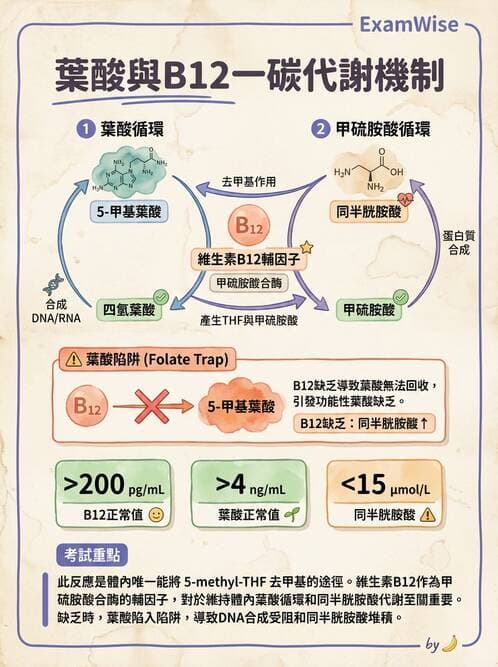 醫檢師 - 貧血診斷與營養缺乏性貧血 - AI 圖文解析預覽